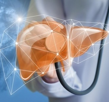 Die Darm-Leber-Achse: Wie die Darmgesundheit die allgemeine Gesundheit beeinflusst